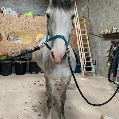 Equestre De La Coete Bouvelinghem